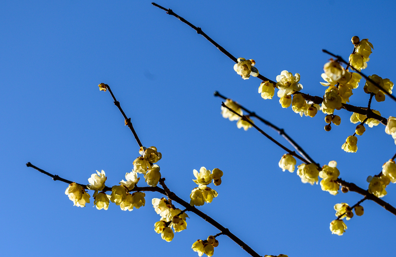 Think colour and fragrance