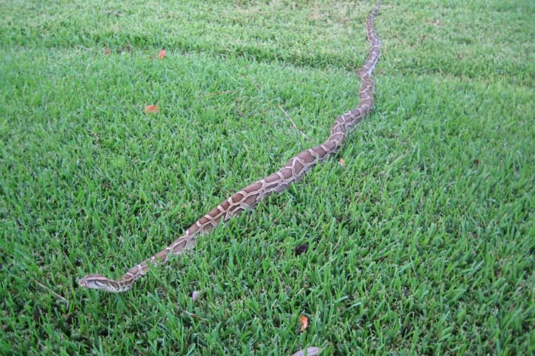 Now, that’s a lawn ornament!