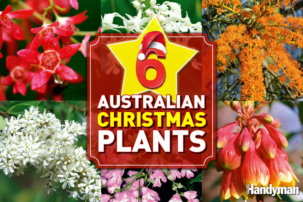 6 Australian Christmas Plants