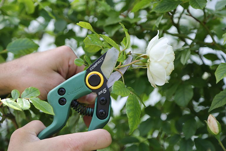 Prune to promote growth