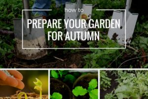 Prepare the garden for autumn