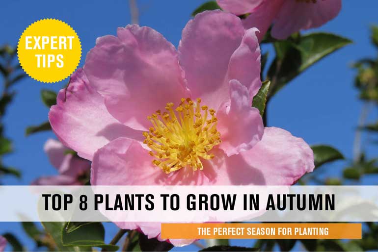Top 8 Plants To Grow In Autumn