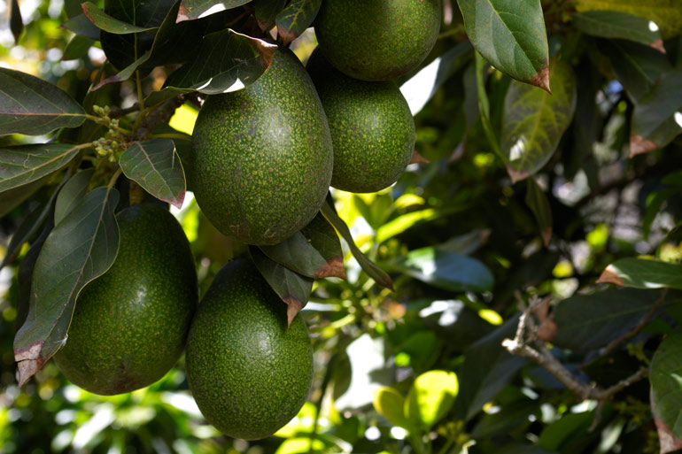 How To Grow Avocado Australian Handyman Magazine