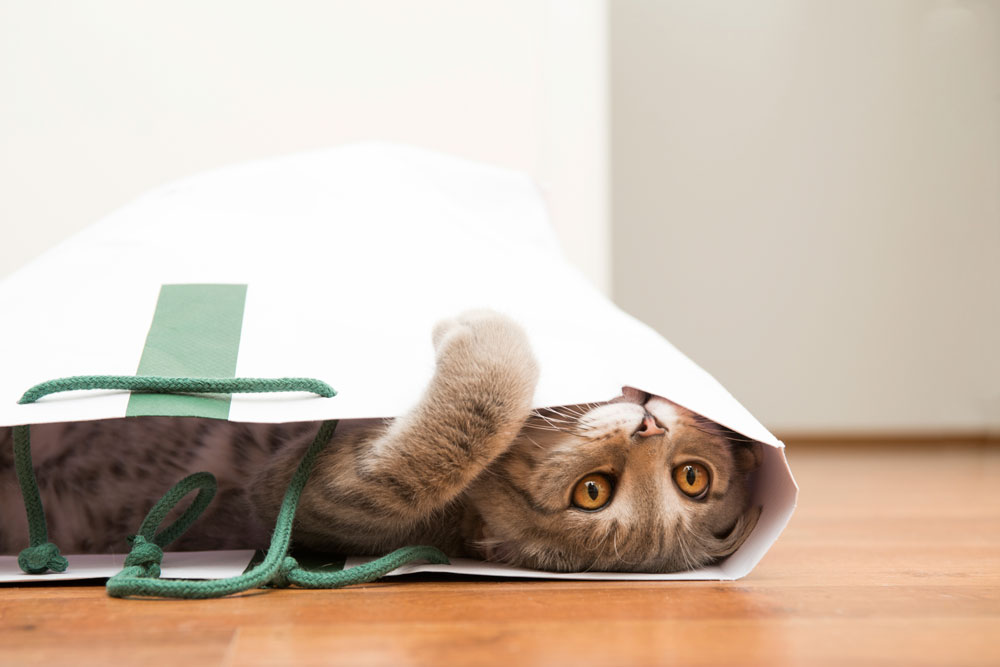 6 Epic Cat Hacks Australian Handyman Magazine