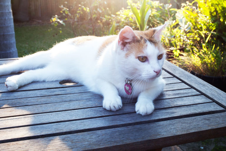 A cat on a timber outdoor table