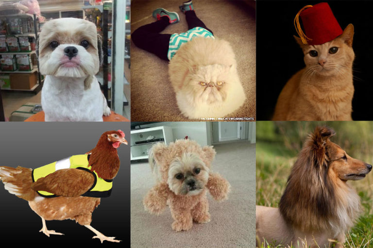 6 Hilarious Pet Fashion Trends