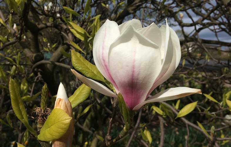 Magnolia ballerina 
