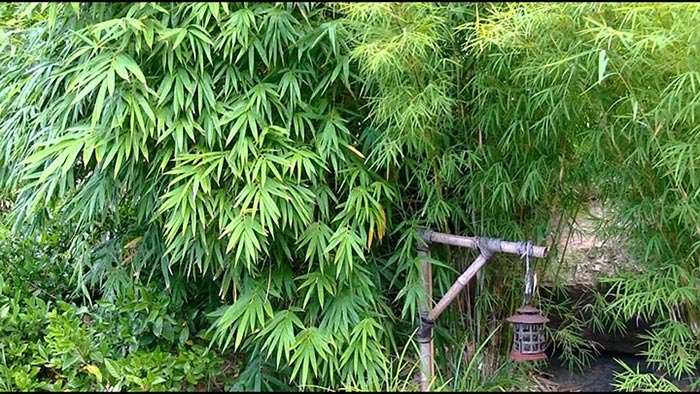 bamboo hedge