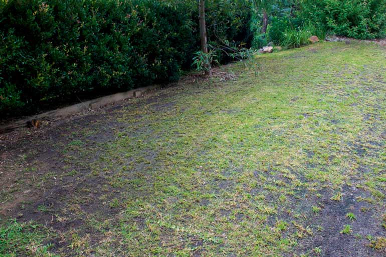 8. How To Lay A New Lawn In 3 Steps 