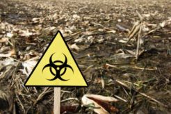 7 Plants And Trees It's Best To Avoid - iStock