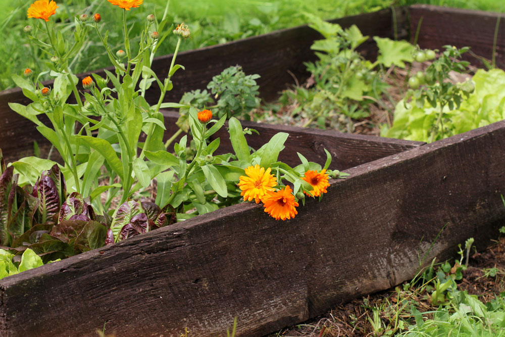 A Quick Guide To Companion Planting