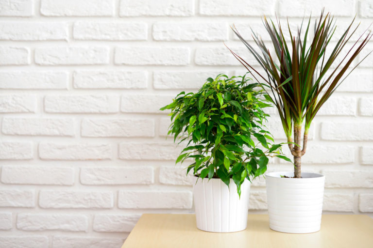The Best Plants For Indoors