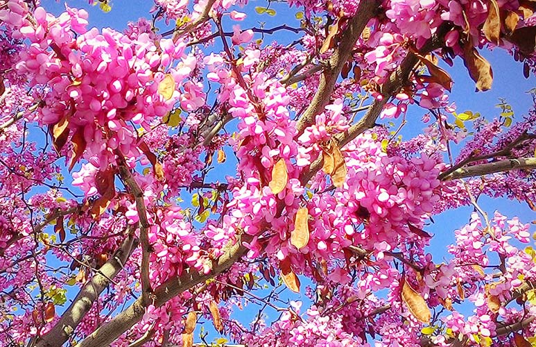 Redbuds 