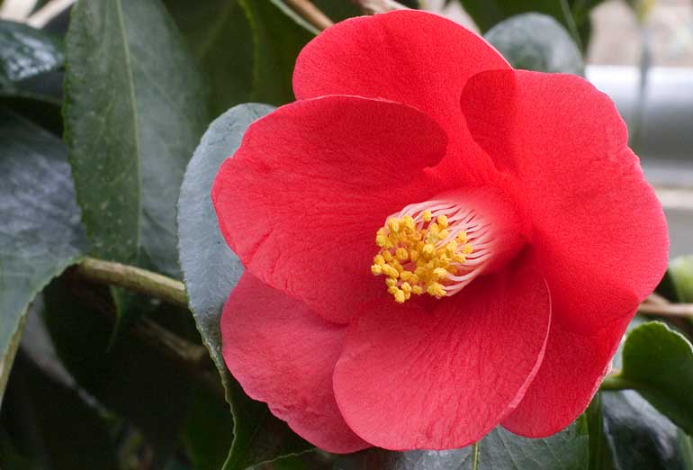 6. Camellias