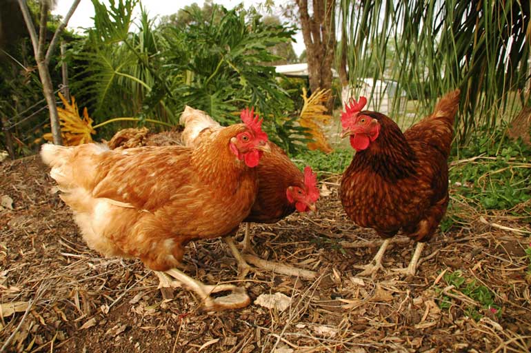 Essential tips for raising chickens