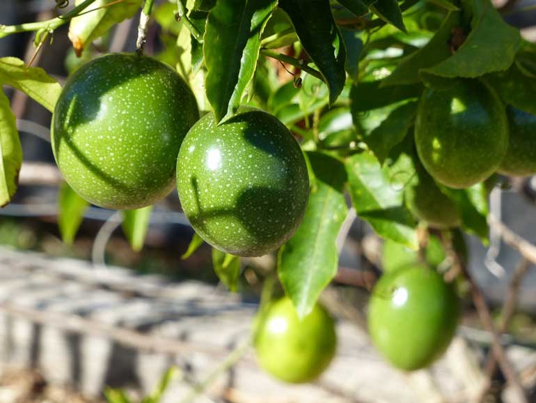 What's the best passionfruit to grow commercially?