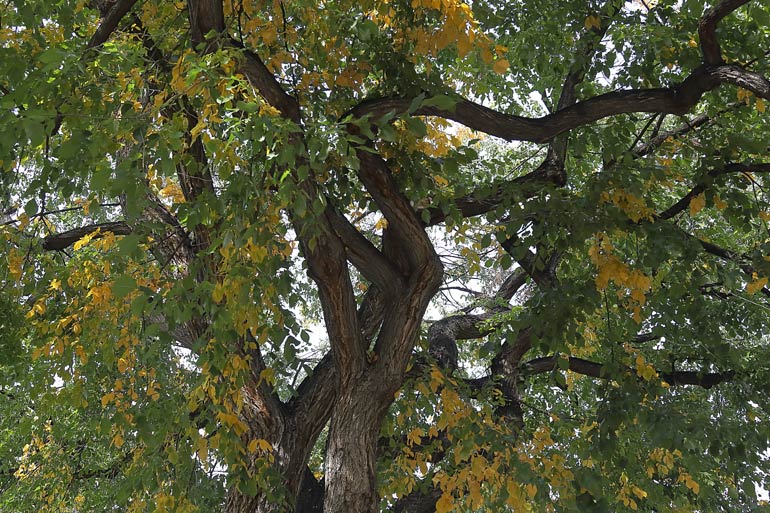 15 trees you should never grow in your yard Australian Handyman Magazine