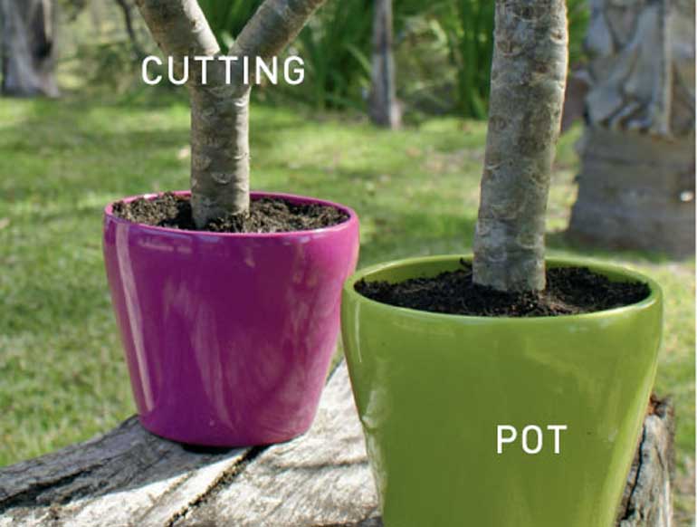 Step 2. Plant the stem 