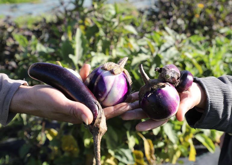 Eggplants