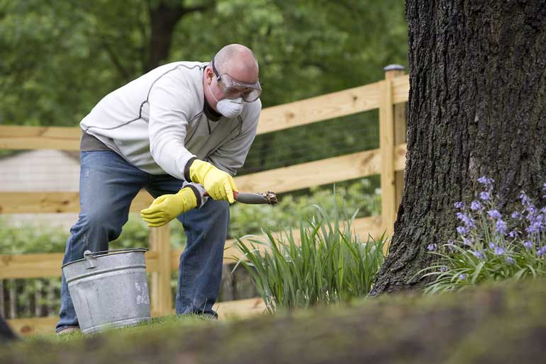 4. Fertilise regularly