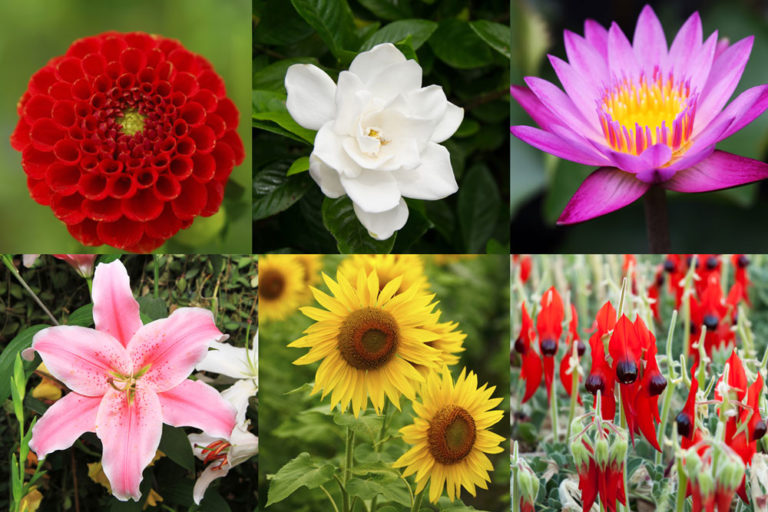 Handyman Magazine, Garden, DIY, Flower Collage