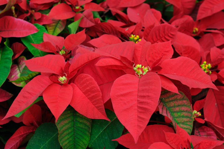 All About Poinsettias