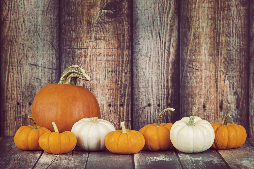 A Quick Guide To Growing Pumpkins