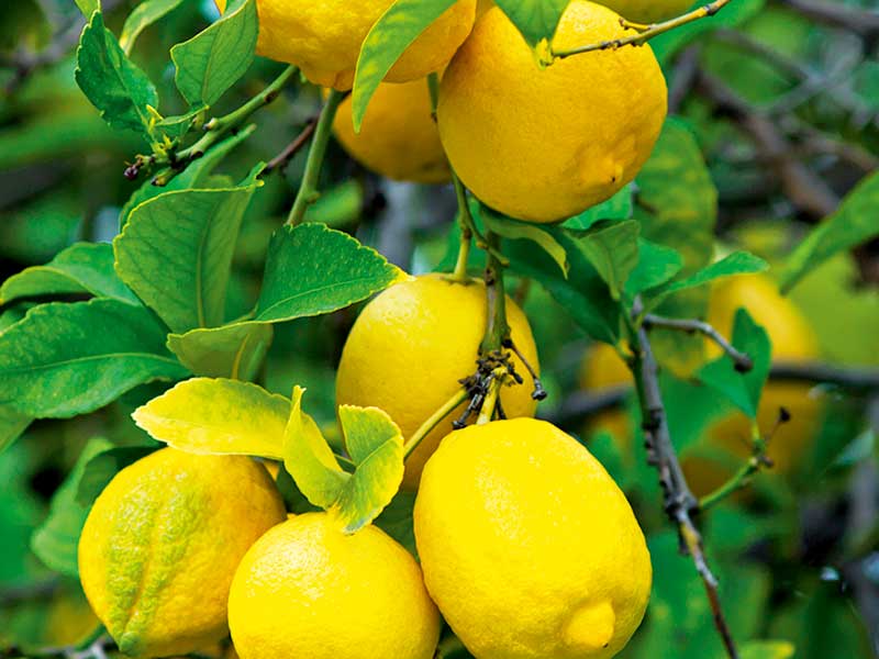 5 Extraordinary Uses For Lemons