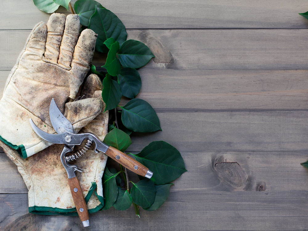 gardening gloves and secateurs for pruning
