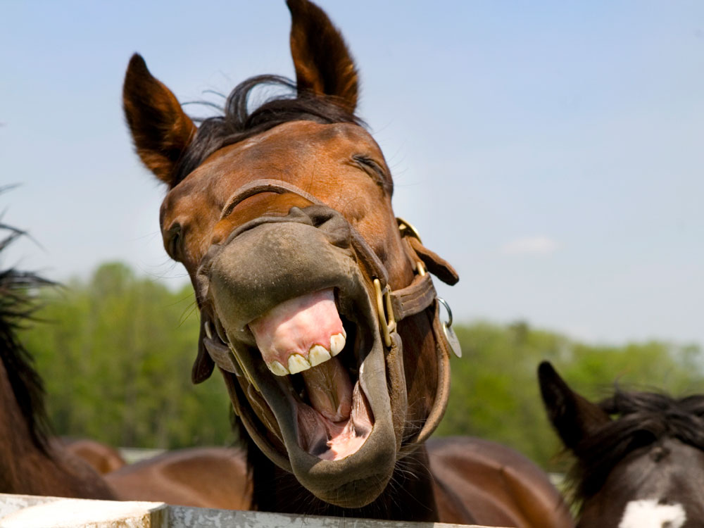 Smiling Horse, Use animal droppings as manure, handyman magazine,