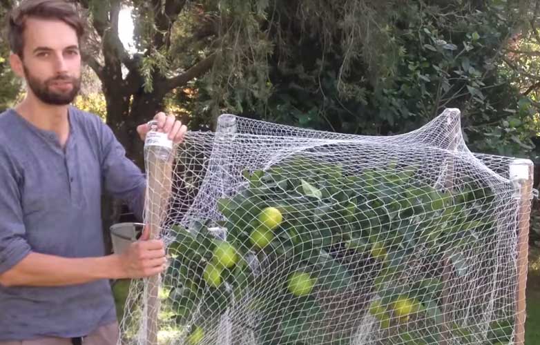 Protect fruit trees from birds 