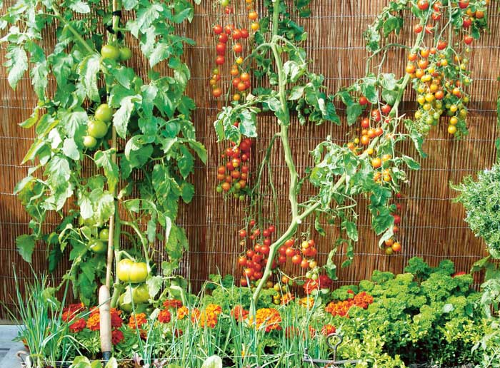 Grow a tomato bursting with colour and flavour