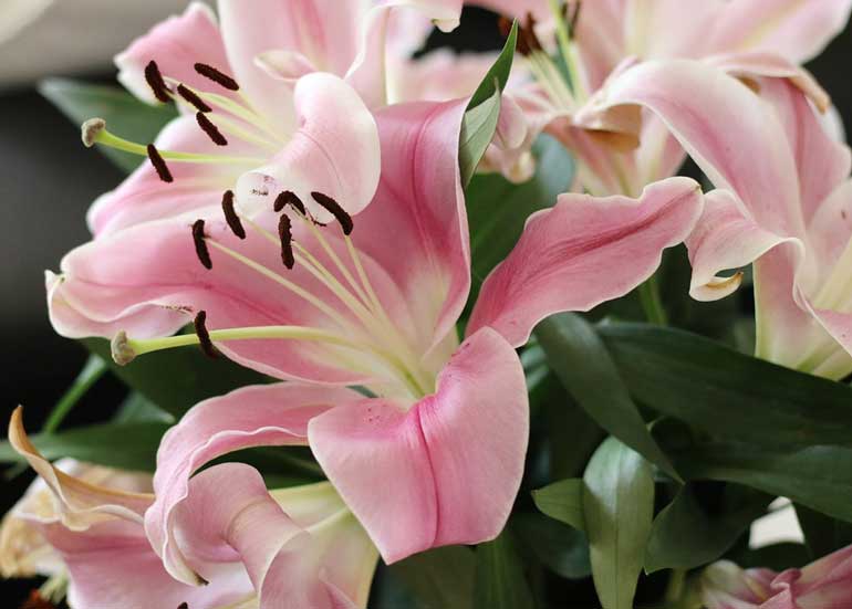 13. Summer-flowering bulbs 