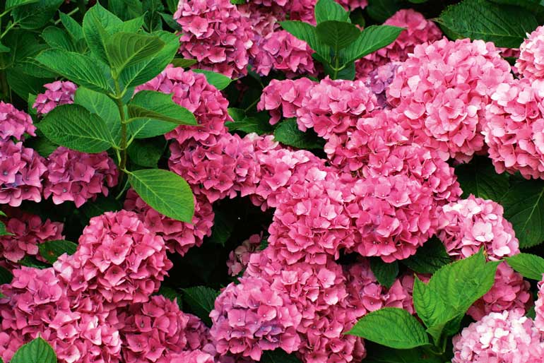 Growing Hydrangeas Australian Handyman Magazine
