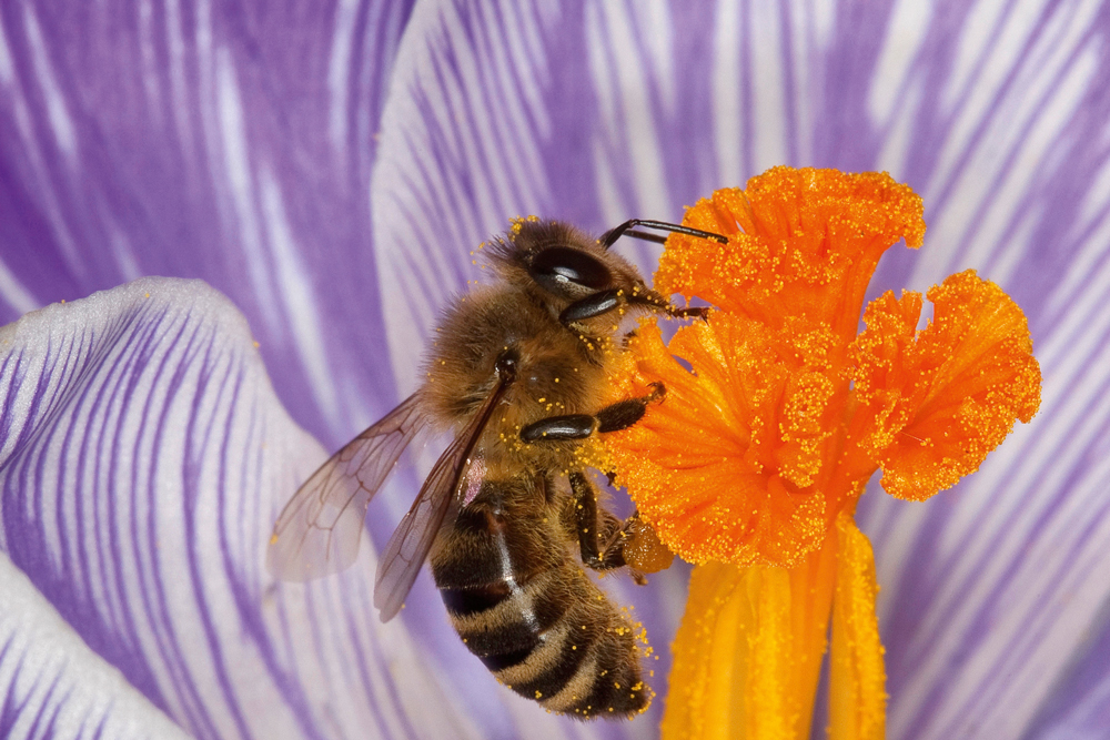 5 Fascinating Pollination Facts