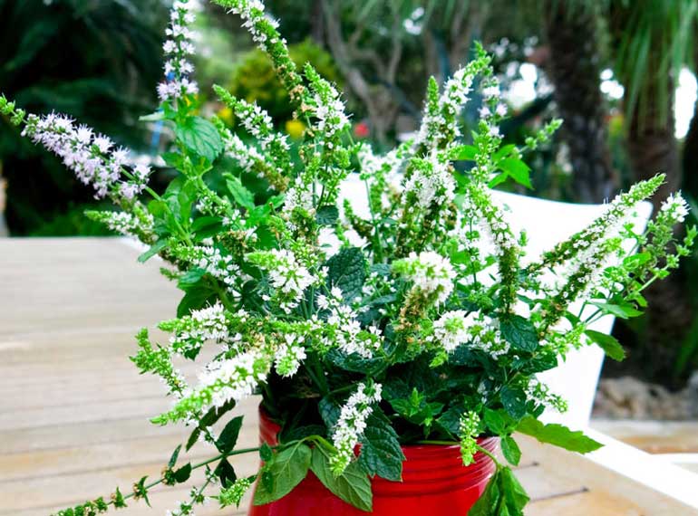 1. Mint flowers 