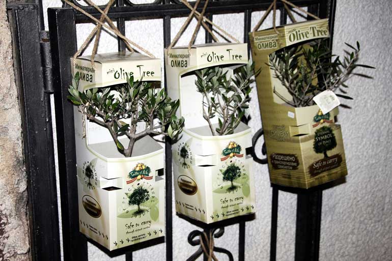 1. Olive Tree 