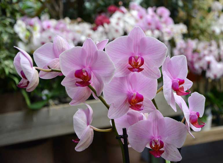 How To Grow Orchids At Home