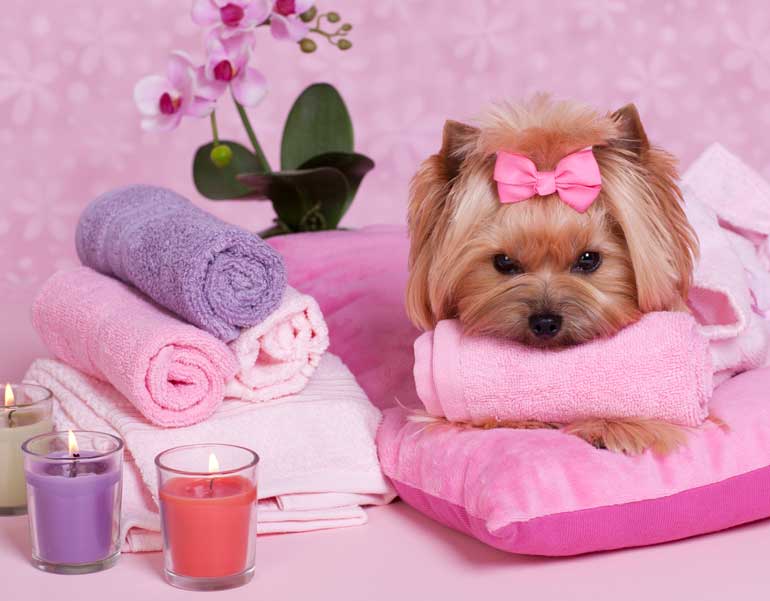 17 Fuss Free Pet Care Tips Australian Handyman Magazine