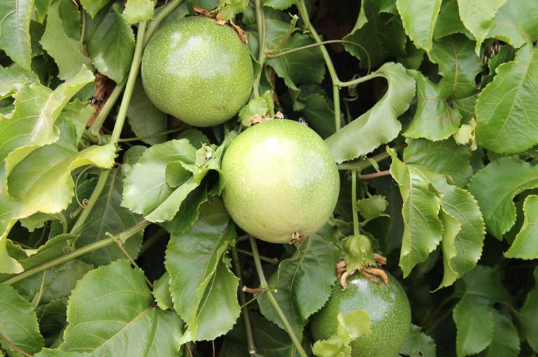 Growing passionfruit