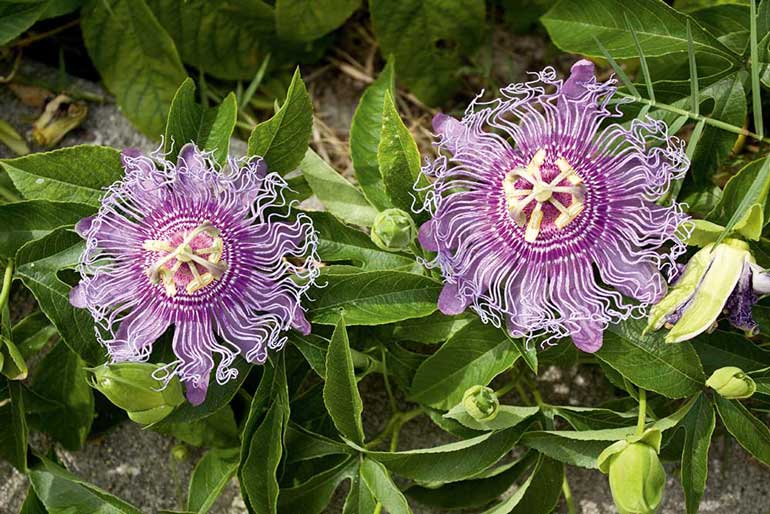 Passionfruit vine 