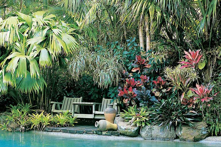 What To Plant Around A Pool Australian Handyman Magazine - Tropical Plants For Around Pools Australia