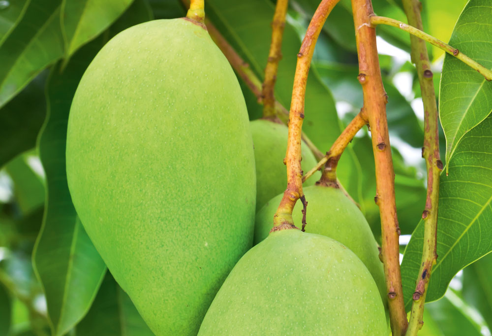 Raise tropical fruit, green mangoes on a tree,