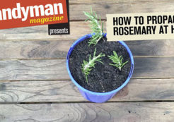 rosemary