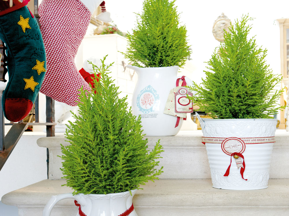 Put conifers in white jugs and buckets and attach Christmas decorations