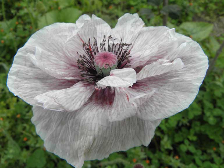 Types of poppies - Shirley