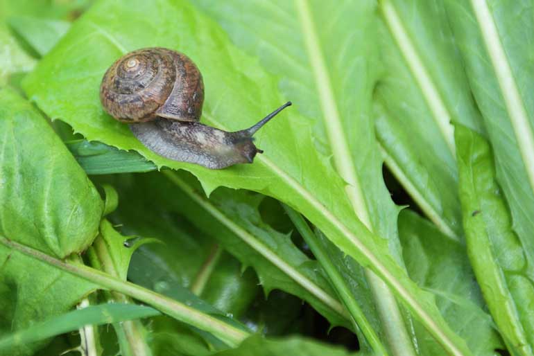 6 Easy Ways To Control Snails