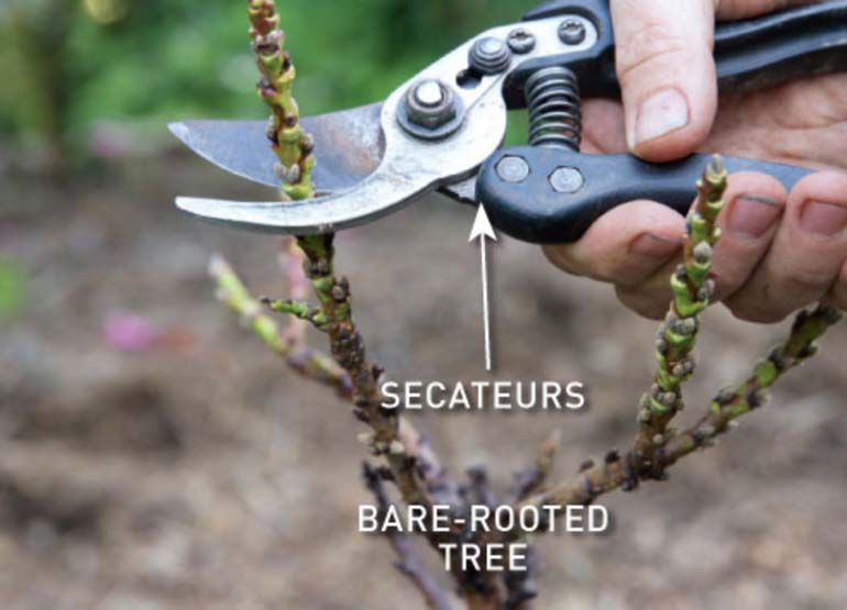 Step 3. Prune the tree