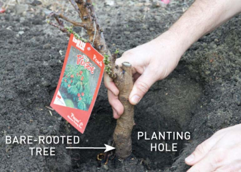 Planting a bagged tree