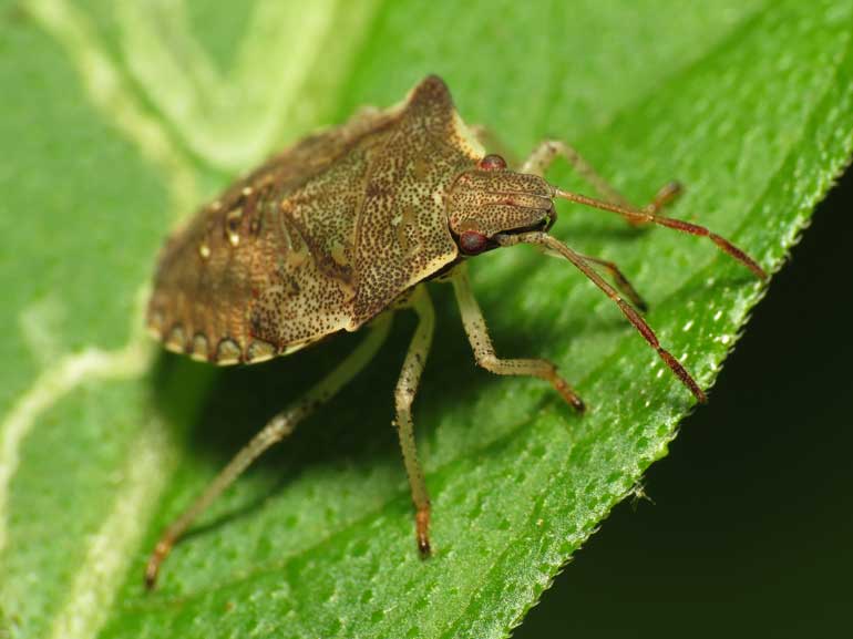 How To Get Rid Of Stink Bugs